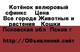 Котёнок велюровый сфинкс. › Цена ­ 15 000 - Все города Животные и растения » Кошки   . Псковская обл.,Псков г.